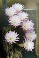 Echinopsis.hybr.4